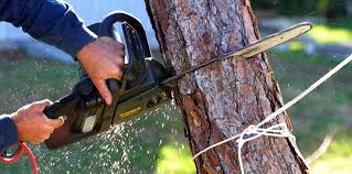 How Our Tree Care Process Works  in  Ward, AR